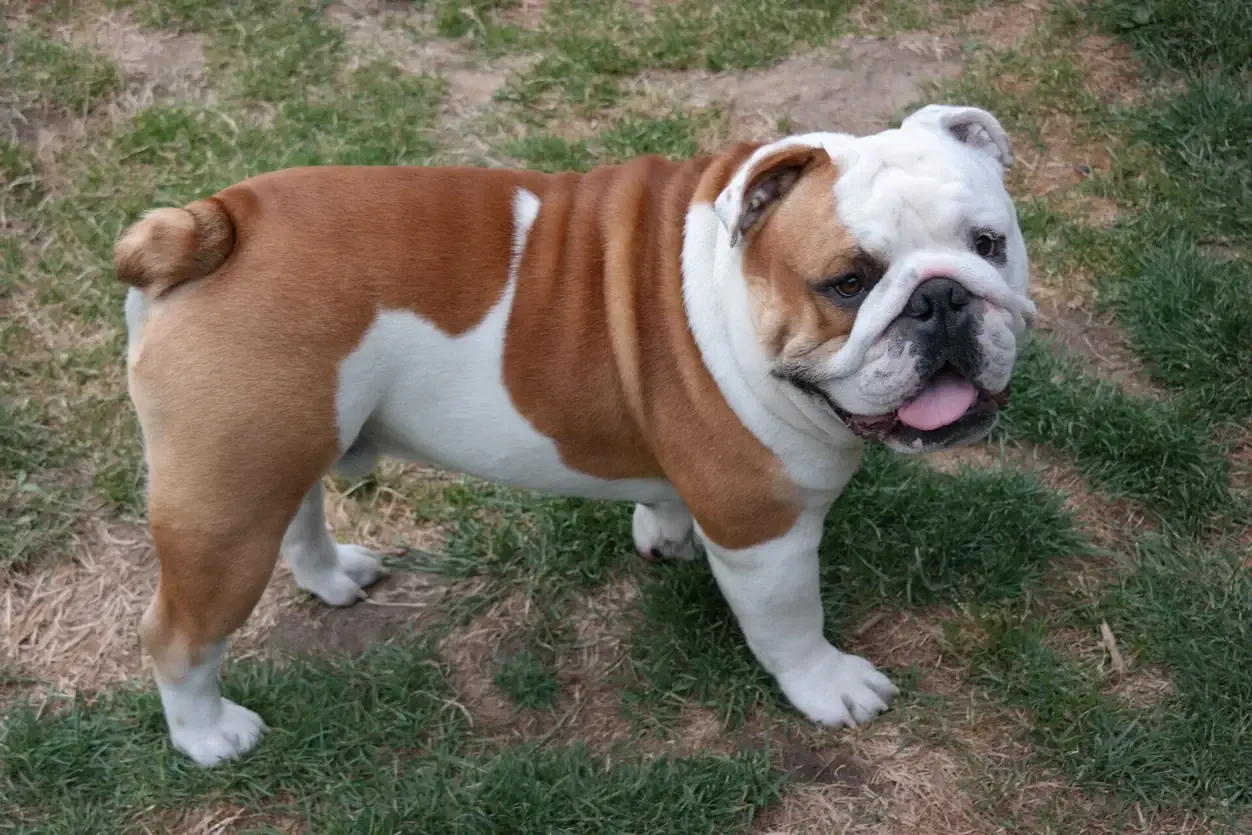 Ragnar, Rood Engelse Bulldog